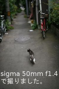 sigma 50mm f1.4 EX DG HSMで撮りました