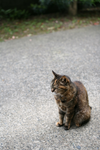 sigma 50mm F1.4 EX DG HSM f2.8